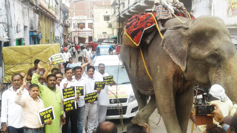hathi