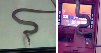 ATM में घुसा जहरीला कोबरा, मचा हड़कंप, कड़ी मशक्कत के बाद पकड़ाया!
