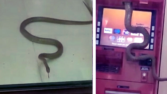 ATM में घुसा जहरीला कोबरा, मचा हड़कंप, कड़ी मशक्कत के बाद पकड़ाया!