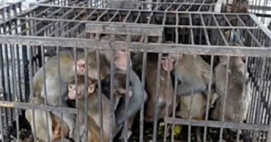 महाराष्ट्र: कोरोना वैक्सीन पर रिसर्च के लिए सरकार ने दी बंदरों को पकड़ने की मंजूरी