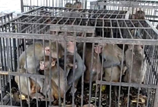 महाराष्ट्र: कोरोना वैक्सीन पर रिसर्च के लिए सरकार ने दी बंदरों को पकड़ने की मंजूरी