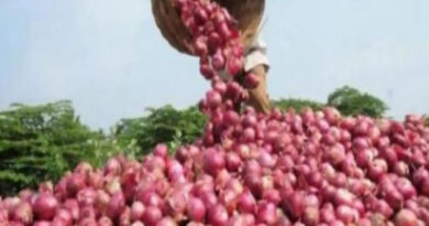 नासिक: किसान के 15 क्विंटल प्याज पर चोरों ने किया हाथ साफ़!