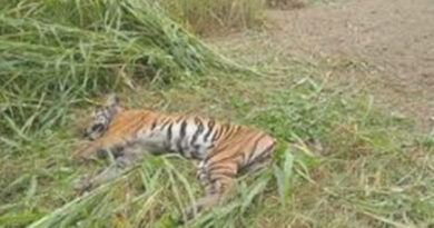 महाराष्ट्र: चंद्रपुर जिले में बाघिन की मौत!