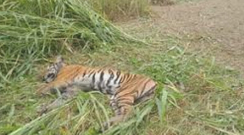 महाराष्ट्र: चंद्रपुर जिले में बाघिन की मौत!