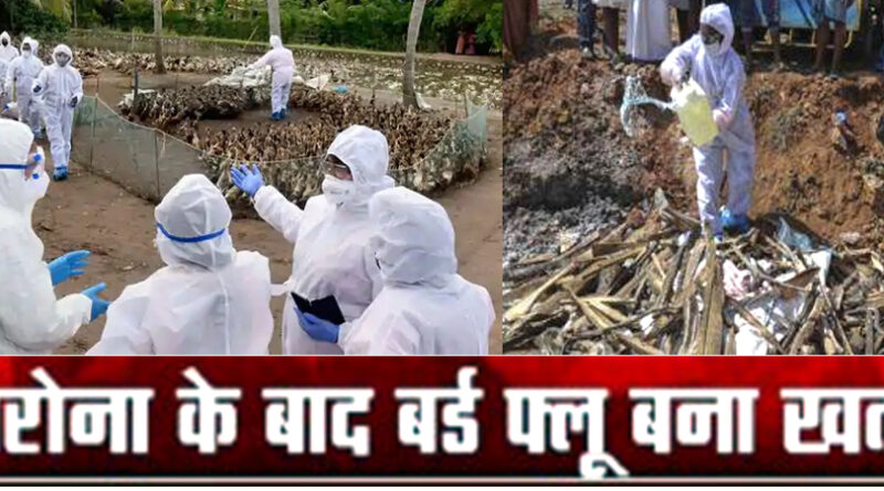 महाराष्ट्र में मारी जाएंगी 80 हजार मुर्गियां, 6 जिलों पर मंडराता 'बर्ड फ्लू' का खतरा