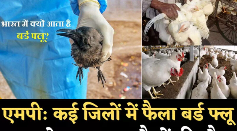 फ्लू की दहशतः MP के खंडवा में संक्रमित मृत कौए खाने से तीन कुत्तों की मौत! देश के सात राज्यों में फैला Bird Flu, अंडे-चिकन को लेकर बरतें ये सावधानी