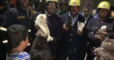 पुणे में आग लगी इमारत से दमकल विभाग ने 10 बिल्लियों को सुरक्षित निकाला