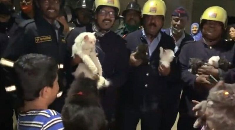 पुणे में आग लगी इमारत से दमकल विभाग ने 10 बिल्लियों को सुरक्षित निकाला