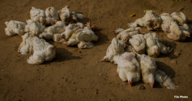 महाराष्ट्र में बर्ड फ्लू का खतरा बढ़ा, ठाणे व पालघर में 25,000 पक्षियों को मारने का आदेश