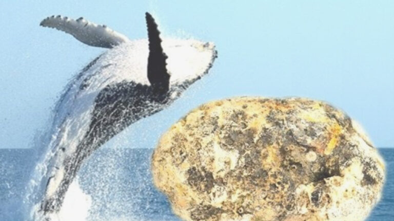 क्राइम ब्रांच का बड़ा एक्शन: करोड़ों रुपये कीमत की व्हेल मछली की 'उल्टी' के साथ आरोपित को किया गिरफ्तार