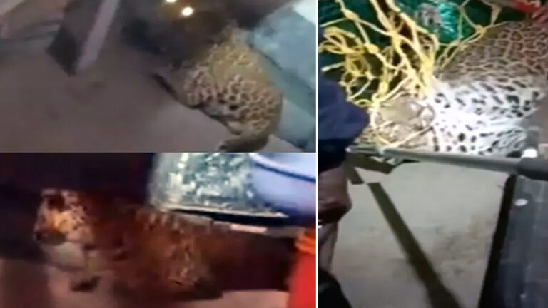 कल्याण में बिल्डिंग में घुसा तेंदुआ, 10 घंटे बाद पकड़ाया; तीन लोग जख्मी