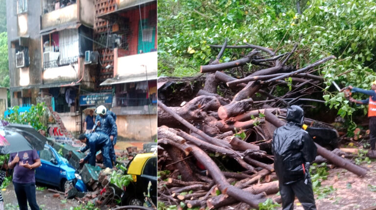 सायन-कोलीवाड़ा में बारिश के दौरान गिरा पेड़; कई गाड़ियां हुई क्षतिग्रस्त