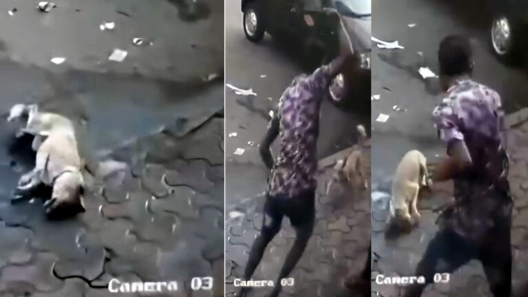 Dog Attacked with Spanner, Mechanic Detained by Sion Police