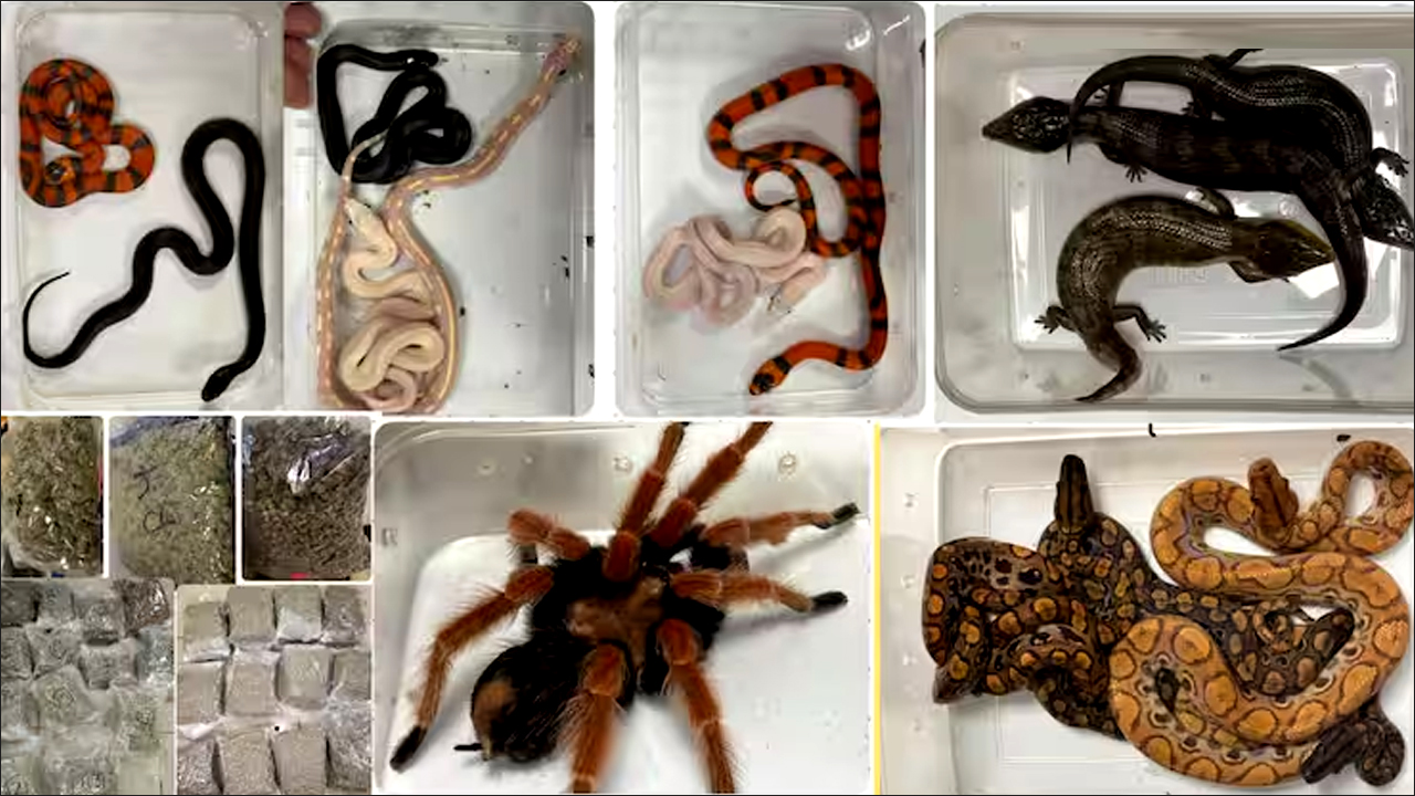 मुंबई एयरपोर्ट पर कस्टम की बड़ी कार्रवाई: बैग से निकले सांप-बिच्छू और करोड़ों की कीमत की वीड!